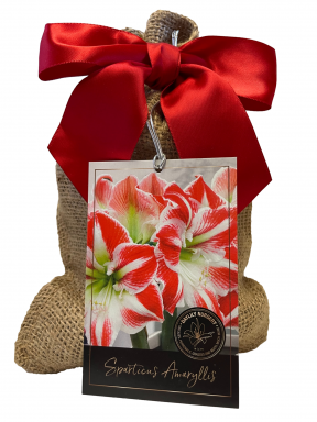 Spartacus Amaryllis Bulb in Burlap Gift Bag!! Includes Growing Medium--Great Holiday Gift!!!